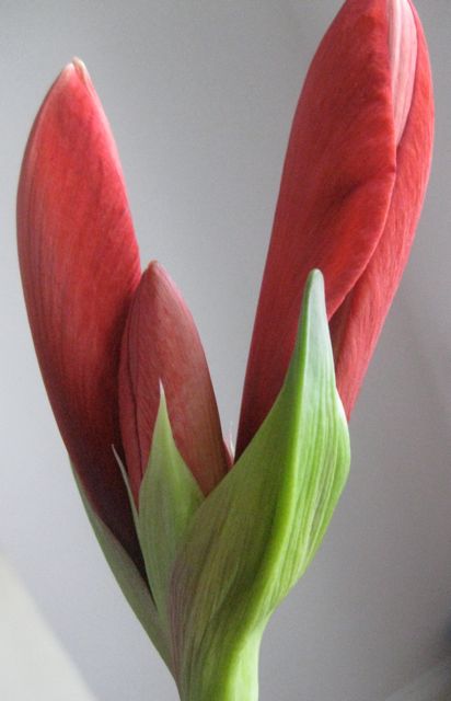 The bloom of an amaryllis inspires us to love and be loved.